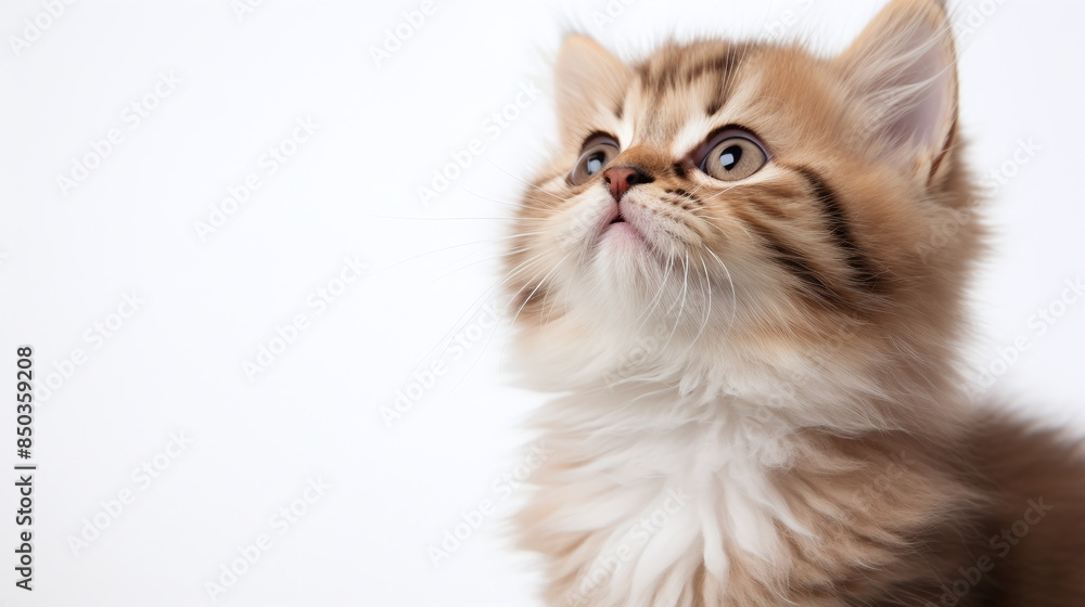 persian kitten on white background persian kitten on white background