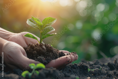 Wallpaper Mural Hand of a man holding a small tree for planting for the environment green World Day Earth Day. Torontodigital.ca