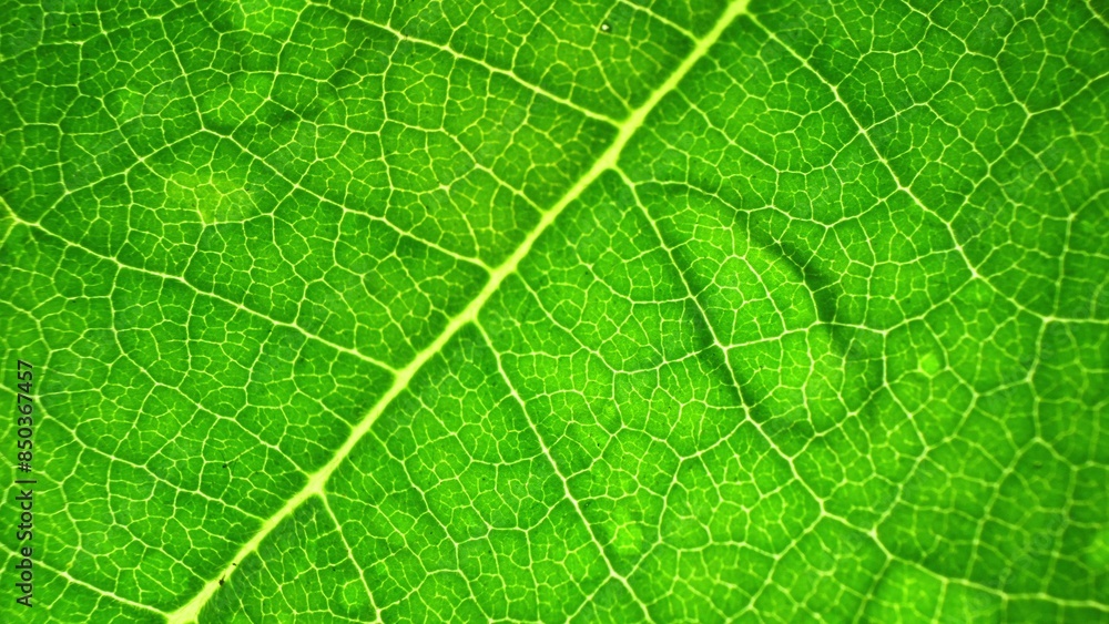 In a stunning close-up, a verdant leaf displays its intricate vein network, bathed in soft light. Its vibrant color and natural textures create a captivating visual symphony. Green leaf background.
In a stunning close-up, a verdant leaf displays its intricate vein network, bathed in soft light. Its vibrant color and natural textures create a captivating visual symphony. Green leaf background.