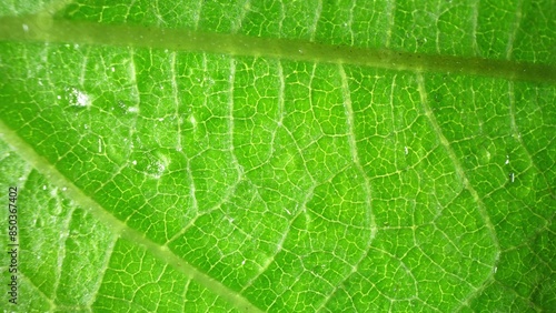 A mesmerizing close-up captures the intricate web of veins on a vibrant green leaf. Soft light enhances its delicate textures, while dewdrops evoke a fresh, natural allure. Nature background.
