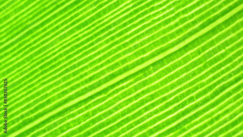 Zoom in, the vibrant green of the banana leaf mesmerizes, unveiling its intricate veins. Every delicate line narrates nature's intricate design, a masterpiece in simplicity. Nature background.
Zoom in, the vibrant green of the banana leaf mesmerizes, unveiling its intricate veins. Every delicate line narrates nature's intricate design, a masterpiece in simplicity. Nature background.
