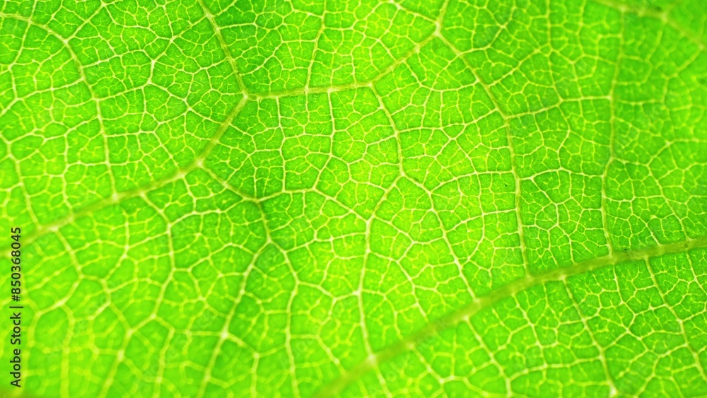 A mesmerizing close-up reveals the intricate veins of a lush green leaf, basking in sunlight. Its vibrant hue and delicate network create a captivating natural masterpiece. Nature background.
A mesmerizing close-up reveals the intricate veins of a lush green leaf, basking in sunlight. Its vibrant hue and delicate network create a captivating natural masterpiece. Nature background.