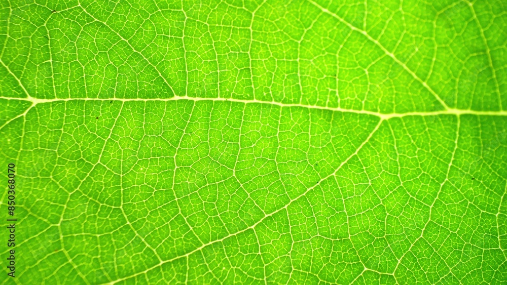 Capture the essence of nature's artistry: a close-up of a green leaf reveals a vibrant tapestry of veins. The central vein commands attention, branching into delicate networks. Green leaf background.
Capture the essence of nature's artistry: a close-up of a green leaf reveals a vibrant tapestry of veins. The central vein commands attention, branching into delicate networks. Green leaf background.