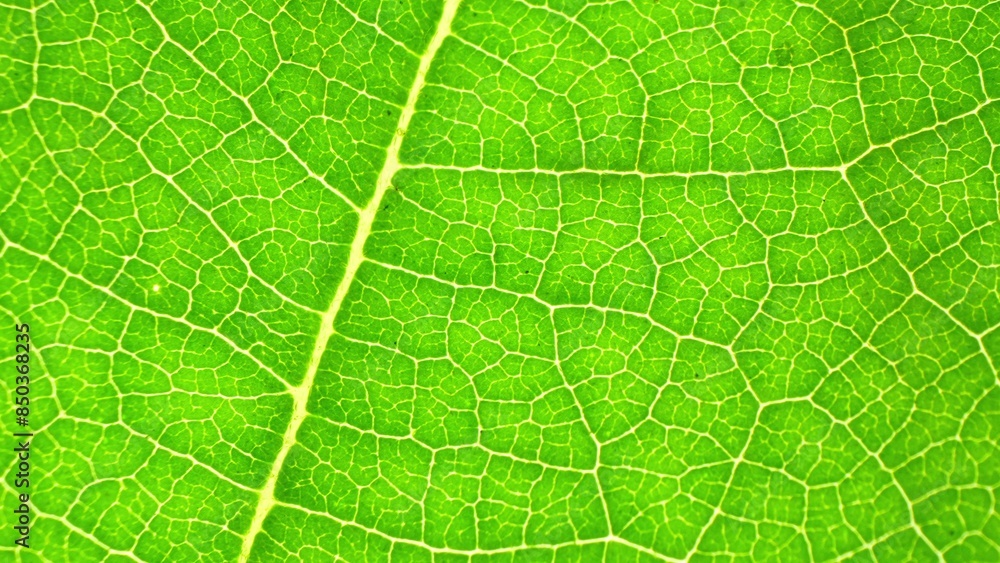 Up close, a green leaf unveils its mesmerizing complexity, with veins weaving an intricate tapestry against a vibrant backdrop, epitomizing nature's exquisite detail. Green background.
Up close, a green leaf unveils its mesmerizing complexity, with veins weaving an intricate tapestry against a vibrant backdrop, epitomizing nature's exquisite detail. Green background.