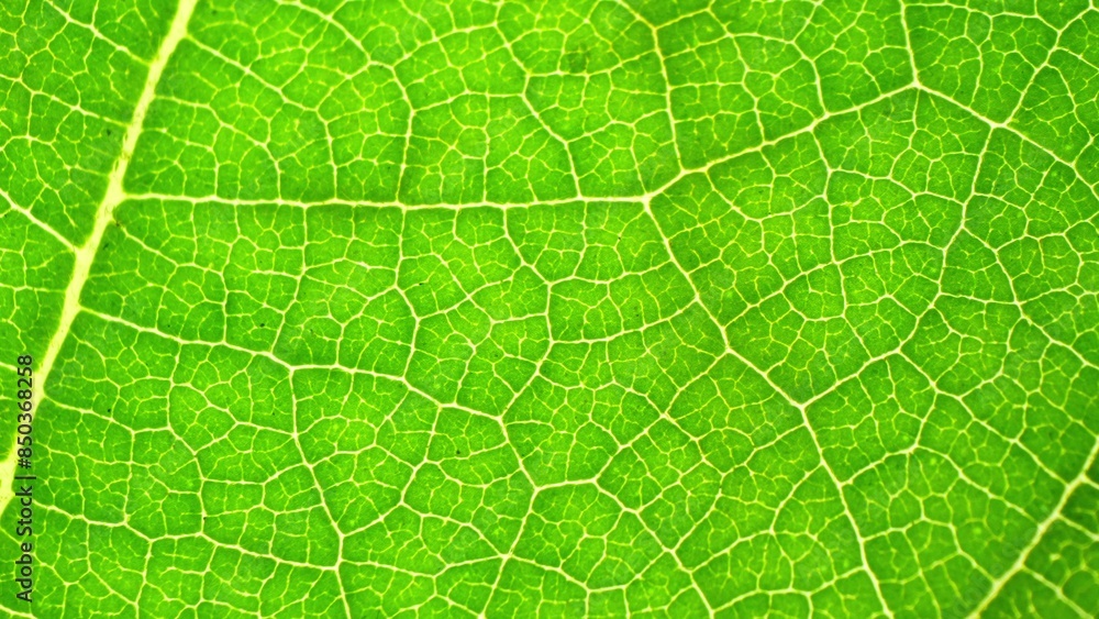 A mesmerizing close-up reveals the intricate network of veins on a vibrant green leaf, showcasing nature's fine craftsmanship in a delicate, web-like pattern. Green leaf background.
A mesmerizing close-up reveals the intricate network of veins on a vibrant green leaf, showcasing nature's fine craftsmanship in a delicate, web-like pattern. Green leaf background.