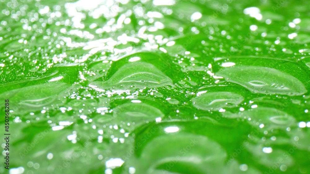 In close-up, a vibrant green leaf is adorned with a multitude of shimmering water droplets, mirroring the luminance of the sun and enhancing its lush, glossy appearance. Green leaf background.
In close-up, a vibrant green leaf is adorned with a multitude of shimmering water droplets, mirroring the luminance of the sun and enhancing its lush, glossy appearance. Green leaf background.