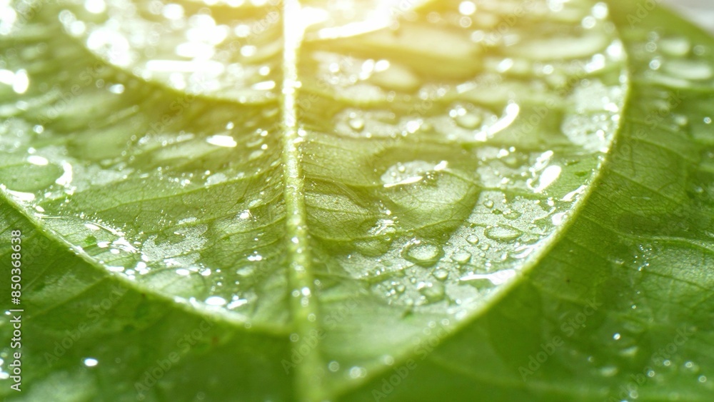 Fototapeta premium A lush green leaf adorned with glistening droplets, each reflecting light like tiny jewels. Its textured surface invites touch, a symphony of nature's beauty. Green leaf background. 