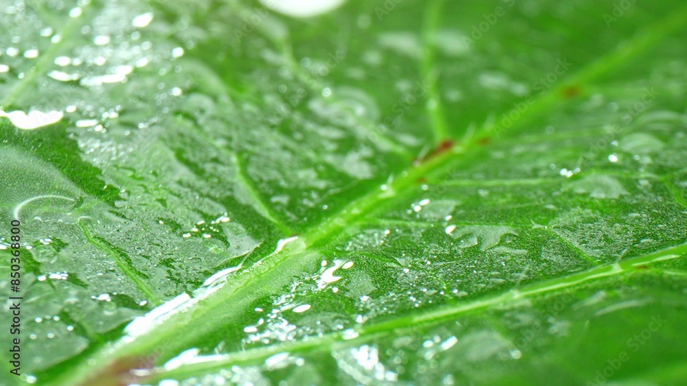 A close-up of an okra leaf reveals its intricate network of veins and water droplets delicately resting on its surface, showcasing nature's meticulous craftsmanship. Green leaf background.
A close-up of an okra leaf reveals its intricate network of veins and water droplets delicately resting on its surface, showcasing nature's meticulous craftsmanship. Green leaf background.