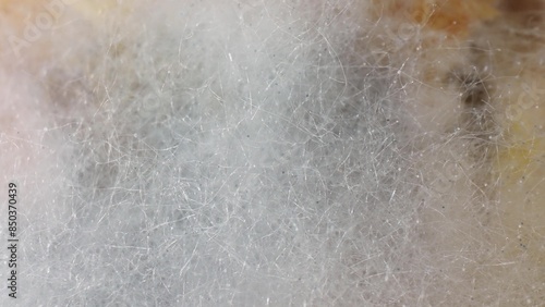 Zoom in on bread, mold manifests as fuzzy, white patches-a visual representation of hyphae intertwining, signifying the nascent stage of fungal infestation. Mold background.
 photo