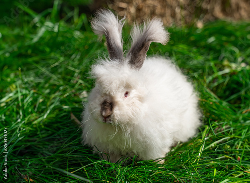 Obraz na płótnie Large sized Angora White with gray rabbit sitting on green grass on a sunny day before Easter w salonie
