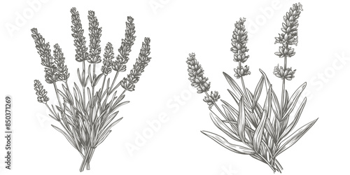 Lavender flowers hand drawn illustration. Vector pen-and-ink drawing illustration of lavender flowers stems. Herbal conception illustration