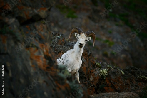 Dall sheep on the mountain