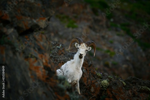 Dall sheep on the mountain