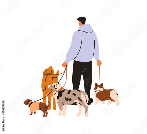 Dog walker. Professional canine animal sitter holding leashes with many puppies. Pet owner leading bunch of doggies, different companion breeds. Flat vector illustration isolated on white background