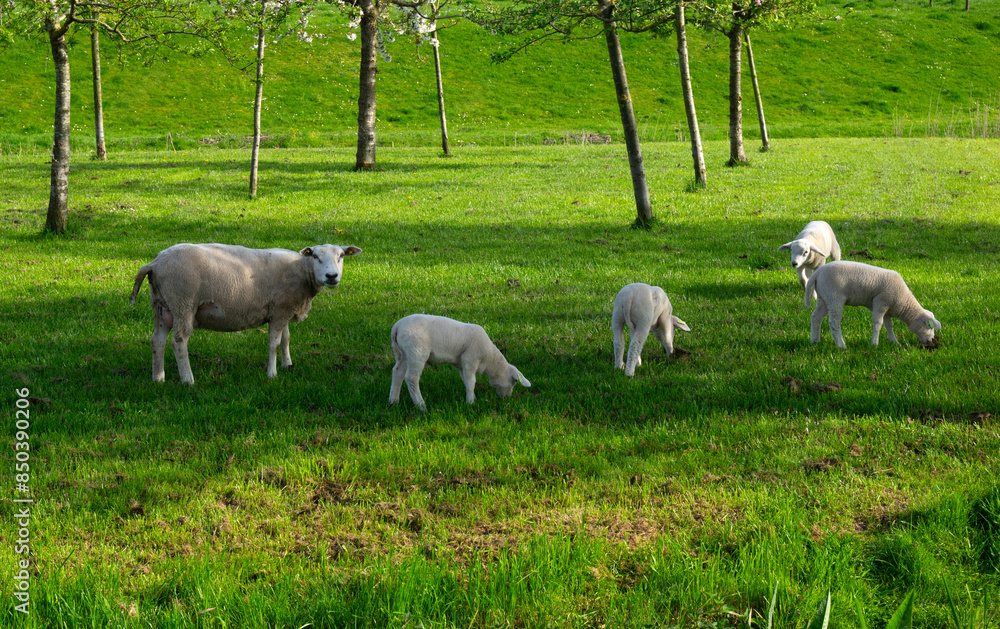 Naklejka premium Sheep graze on a meadow