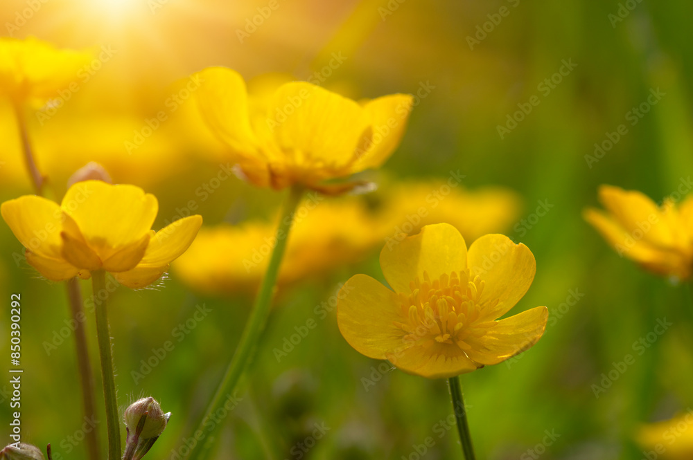 Spring yellow flowers on a field Spring yellow flowers on a field