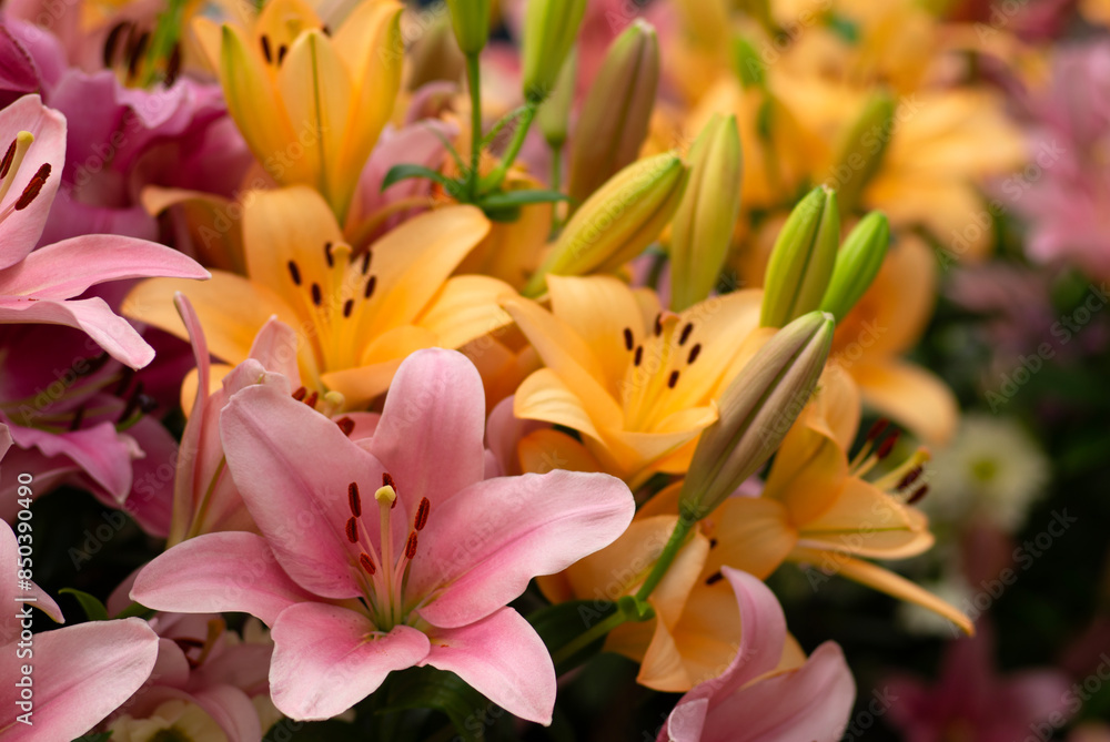 Obraz premium Colorful lilies on blurred floral