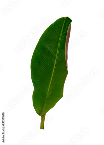 Tropical leaf isolated on white