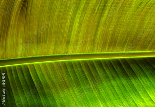 Сlose up green leaf texture