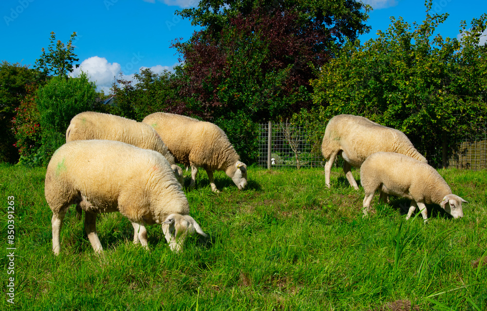 Sheep on green grass