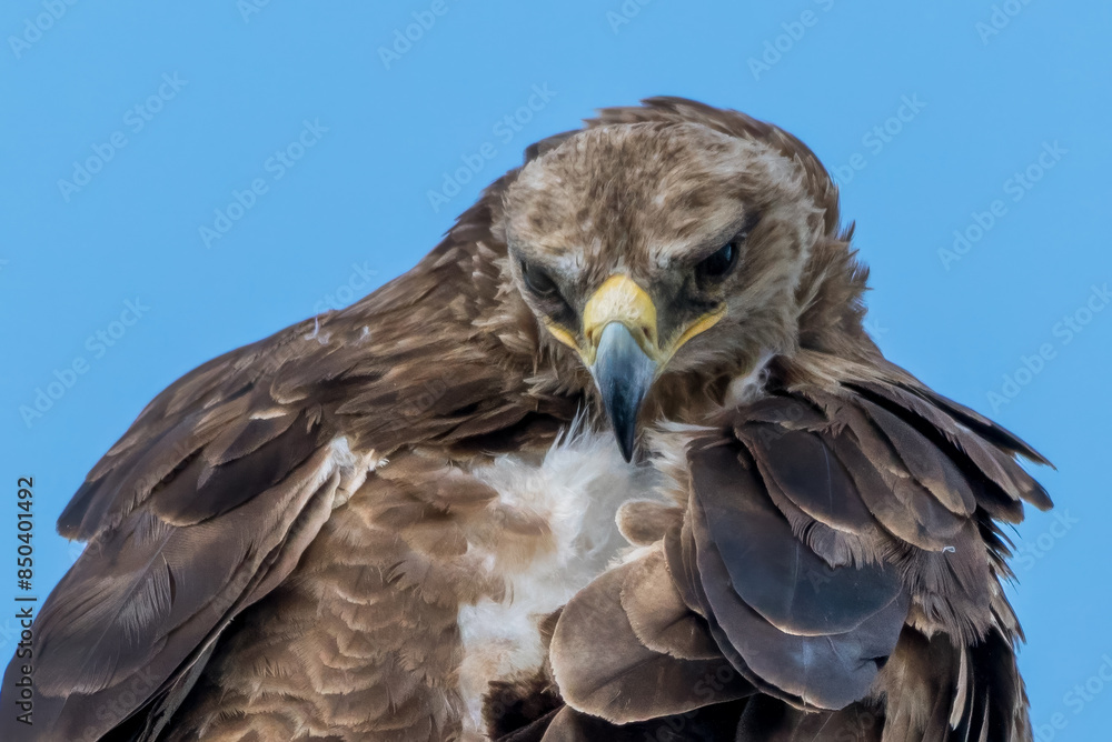 Fototapeta premium red tailed hawk