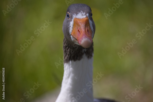 Gans - Portait einer Gans photo