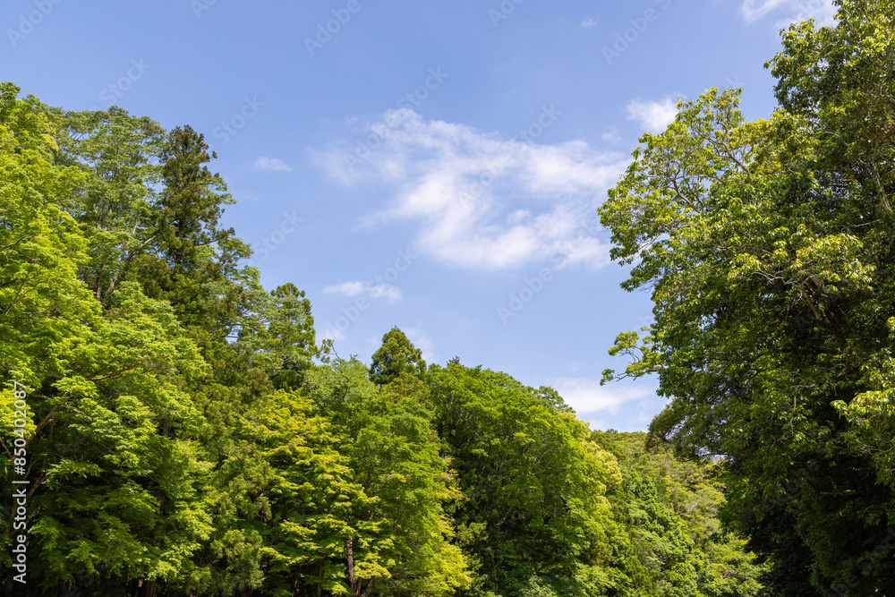 Obraz premium trees in the park