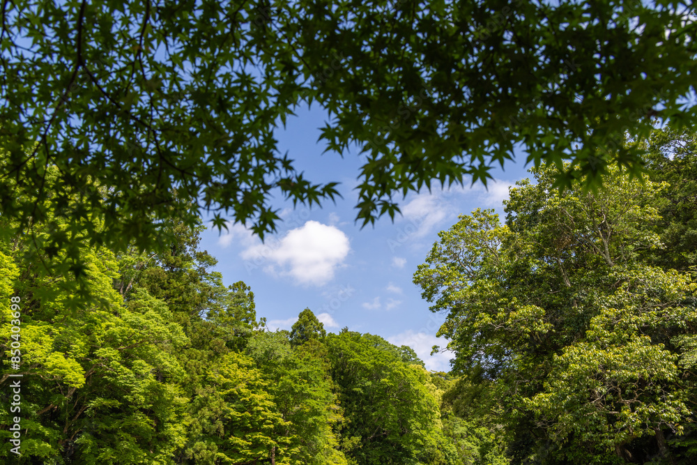 Obraz premium trees and sky