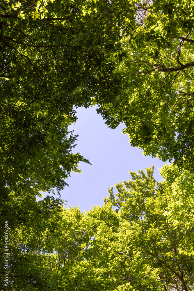 Fototapeta premium green forest in summer