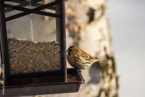 bird on the branch