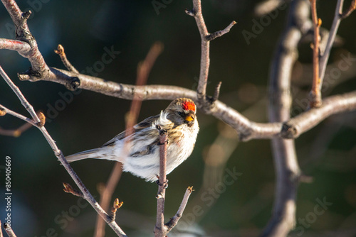 bird on the branch
