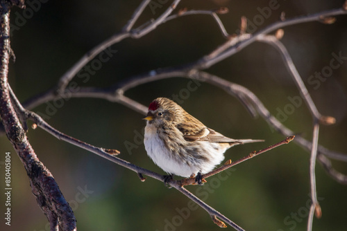 bird on the branch