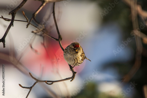 bird on the branch