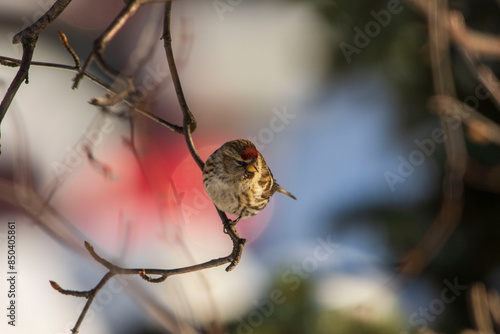 bird on the branch