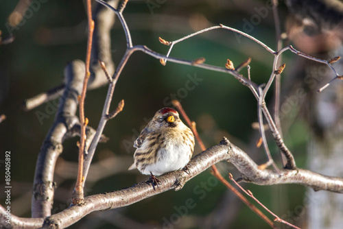 bird on the branch