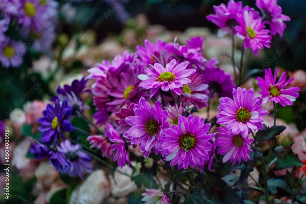 Purple Chrysanthemums in Bloom Purple Chrysanthemums in Bloom