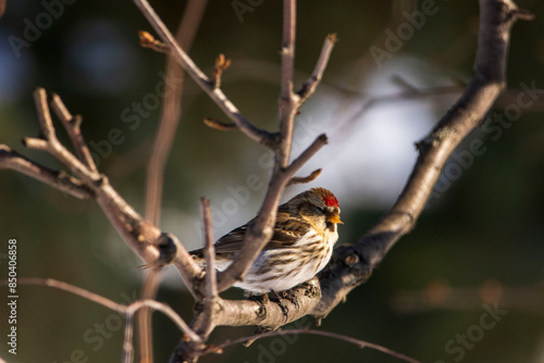 bird on the branch