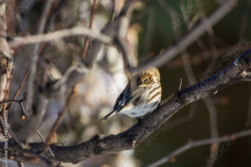 bird on the branch