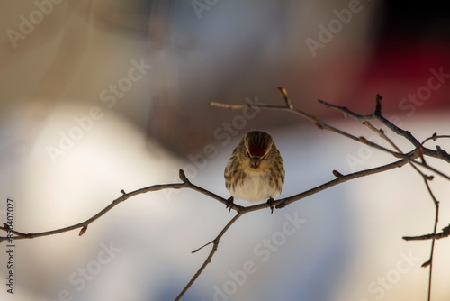 bird on the branch