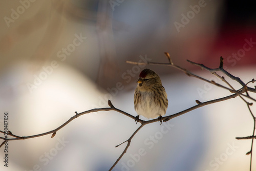 bird on the branch