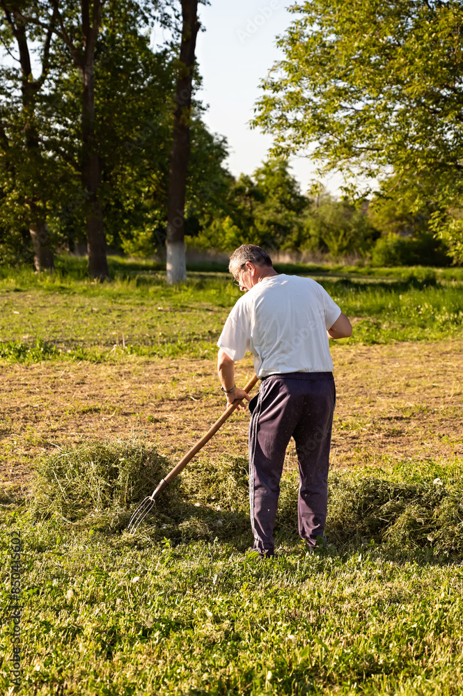Senior male farmer rowing hay in the garden on a sunny summer day Senior male farmer rowing hay in the garden on a sunny summer day