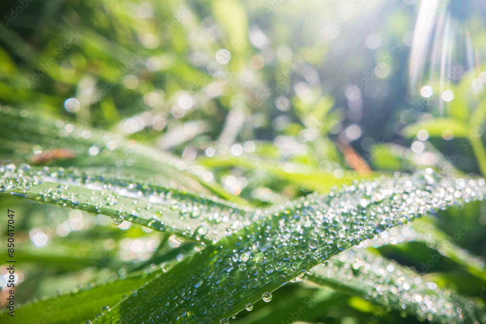 Closeup of lush uncut green grass with drops of dew in soft morning light. Beautiful natural rural landscape for nature-themed design and projects Closeup of lush uncut green grass with drops of dew in soft morning light. Beautiful natural rural landscape for nature-themed design and projects