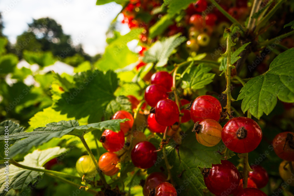 Ripe, juicy currant. Garden fruit bush. Beautiful natural rural landscape with strong blurred background. The concept of healthy food with vitamins Ripe, juicy currant. Garden fruit bush. Beautiful natural rural landscape with strong blurred background. The concept of healthy food with vitamins
