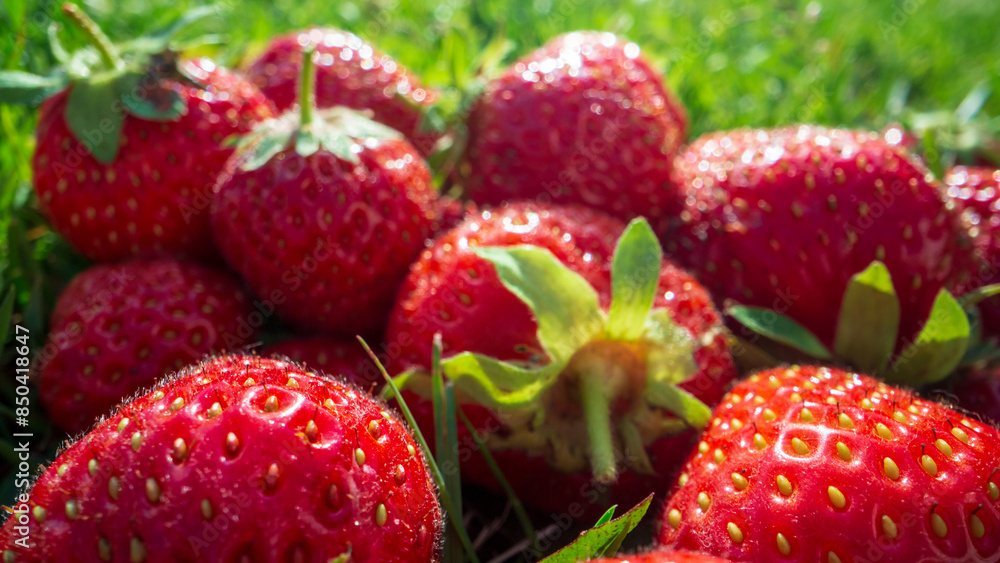 Close up view of strawberry harvest lying on green grass in garden. The concept of healthy food, vitamins, agriculture, market, strawberry sale Close up view of strawberry harvest lying on green grass in garden. The concept of healthy food, vitamins, agriculture, market, strawberry sale