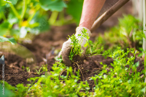 A woman's hand is pinching the grass. Weed and pest control in the garden. Cultivated land close up. Agriculture plant growing in bed row