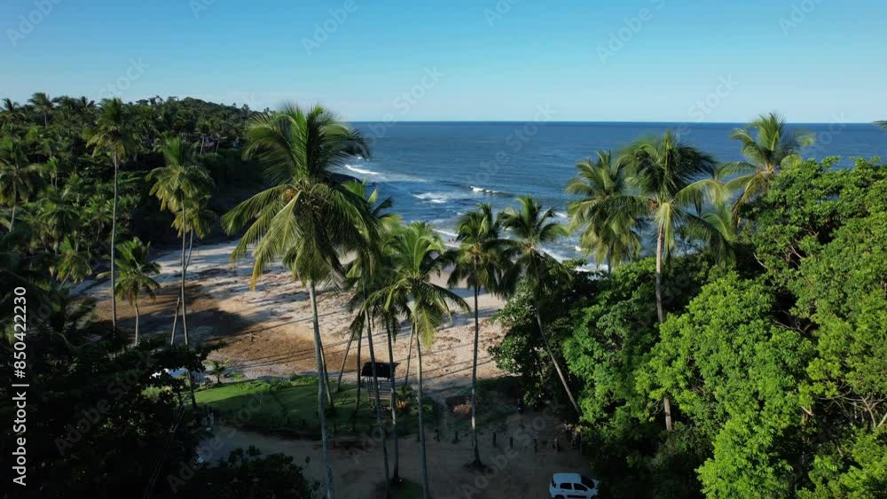 Aerial of palm trees along a beach Aerial of palm trees along a beach