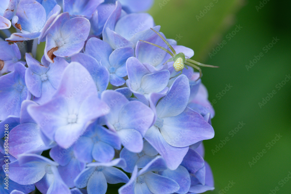 青い紫陽花と緑の蜘蛛 青い紫陽花と緑の蜘蛛