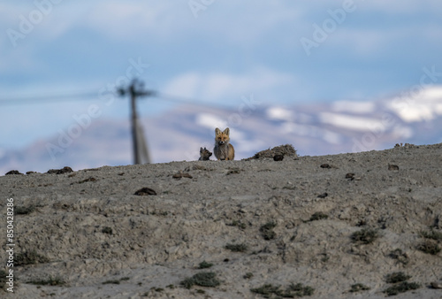 Altai corsac fox near a hole observing the situation close-up on a sunny summer day in Altai photo