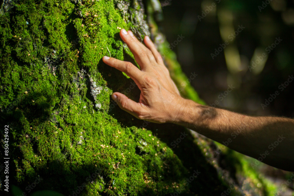 A man's hand touch the tree trunk close-up. Bark wood. Caring for the environment. The ecology concept of saving the world and love nature by human A man's hand touch the tree trunk close-up. Bark wood. Caring for the environment. The ecology concept of saving the world and love nature by human