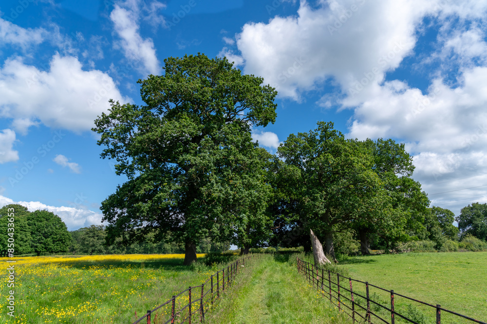Lovely meadow views full of wild flowers Lovely meadow views full of wild flowers
